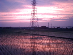 2015/06/14_水田の夕暮れ