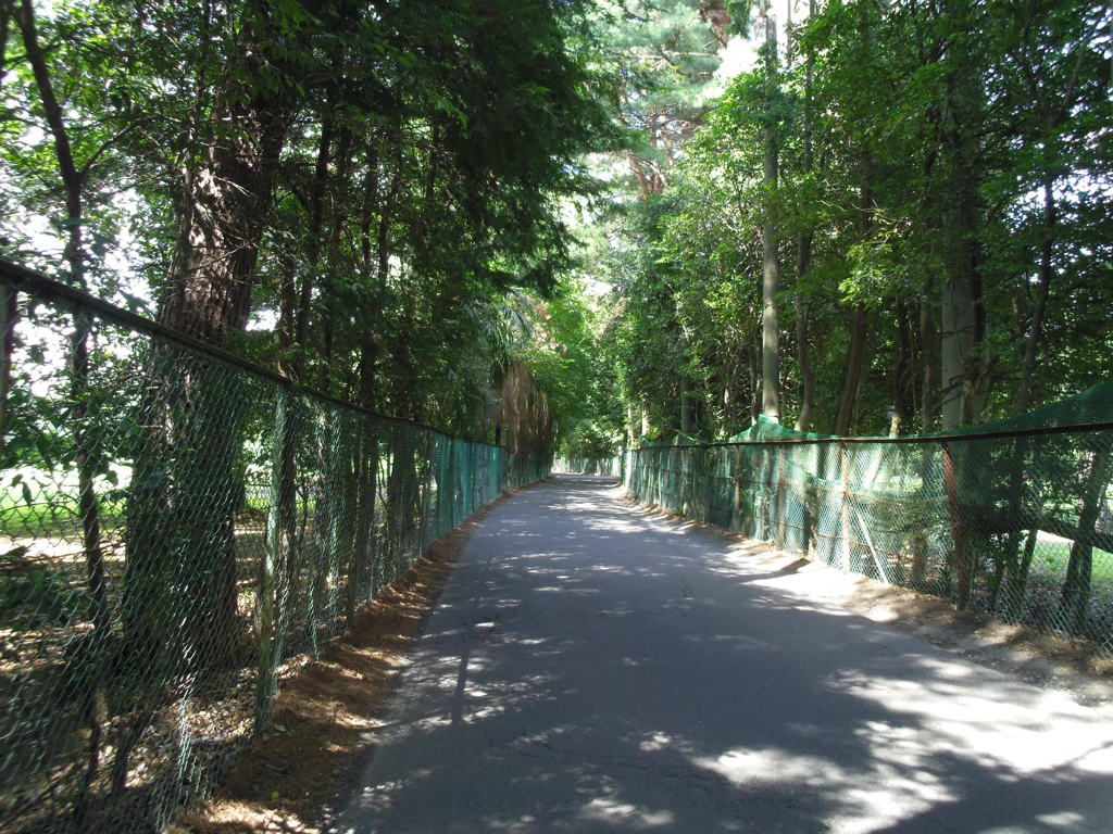 2017/07/15_木漏れ日の道