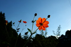 2014/09/14_キバナコスモス