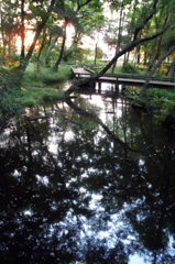 2014/06/14_伊奈町制施行記念公園の池