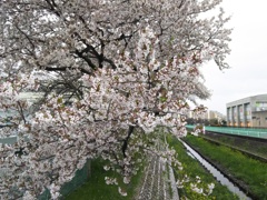 2017/04/09_芝川の桜と菜の花