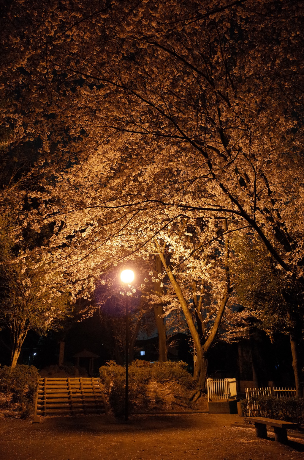 2015/04/04_氷川児童公園の夜桜