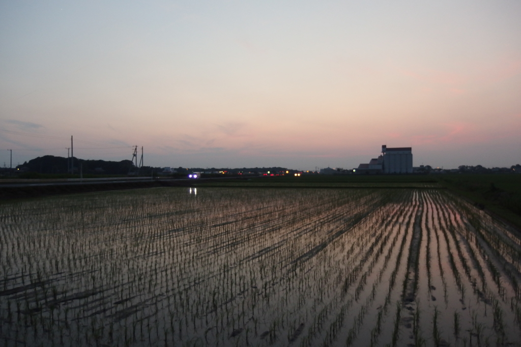 2015/07/11_水田の夕暮れ