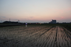 2015/07/11_水田の夕暮れ