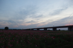 2015/05/24_夕暮れのポピー畑と御成橋