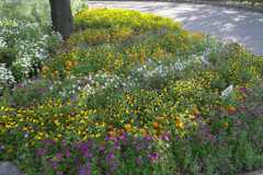 2016/05/04_飛鳥山公園の花壇