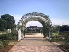 2014/06/15_伊奈バラ園