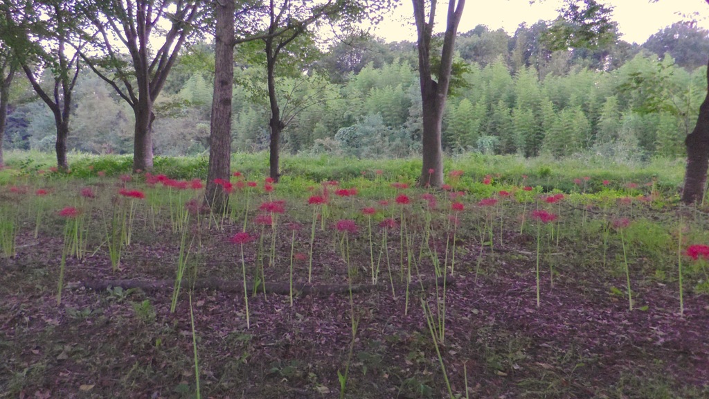 2013/09/29_彼岸花