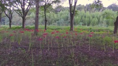 2013/09/29_彼岸花