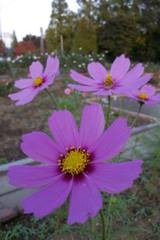 2015/10/18_伊奈バラ園のコスモス