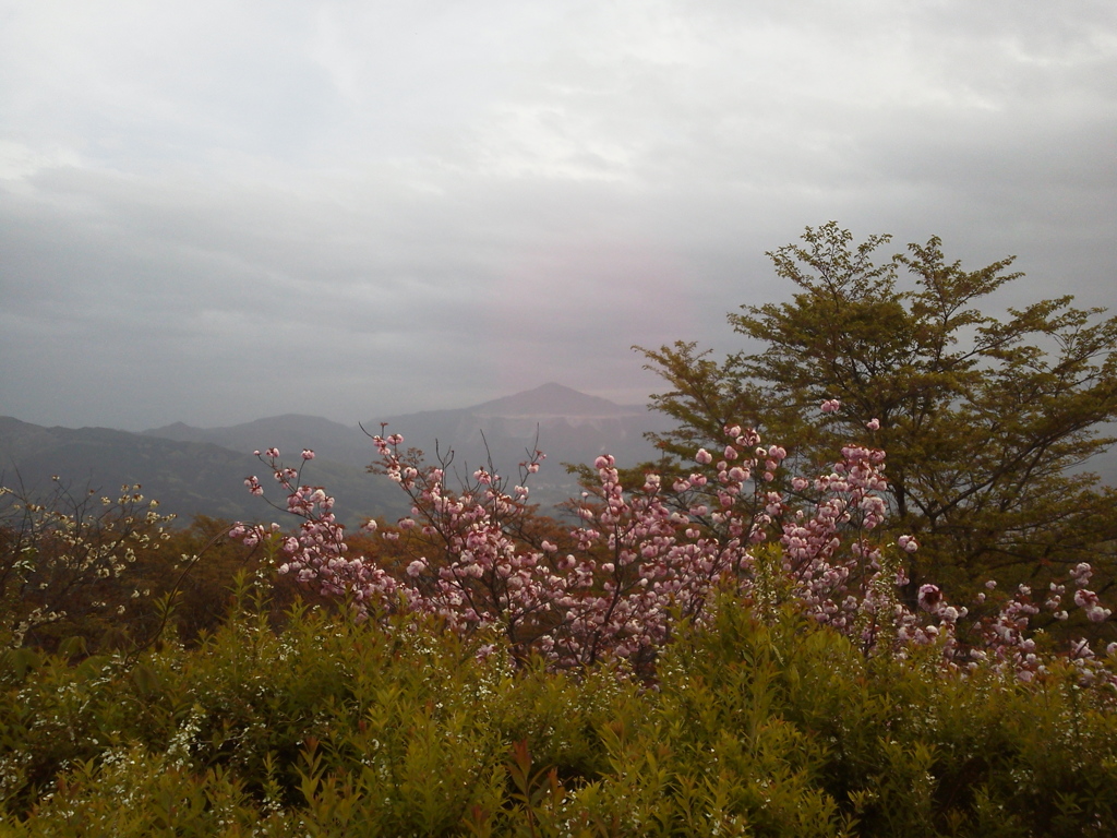 2018/04/16_美の山公園の花と武甲山