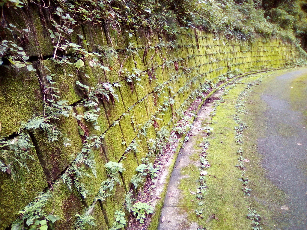 2018/09/24_苔むした林道