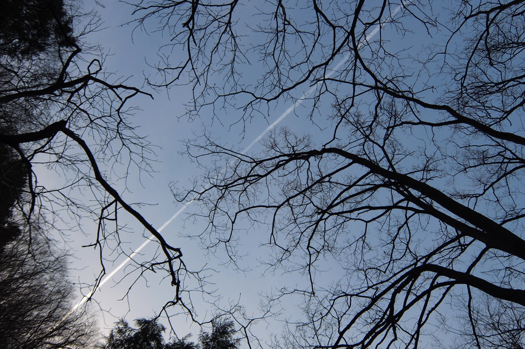 2014/03/29_飛行機雲と木