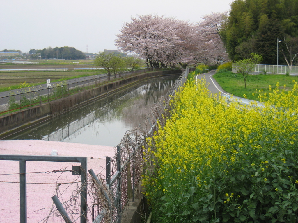 2016/04/10_見沼代用水の桜と菜の花