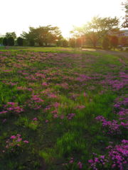 2017/04/30_花の丘農林公苑の夕暮れ芝桜