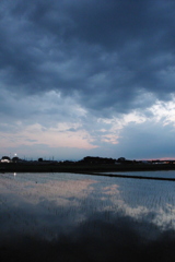 2016/06/26_水田の夕暮れ