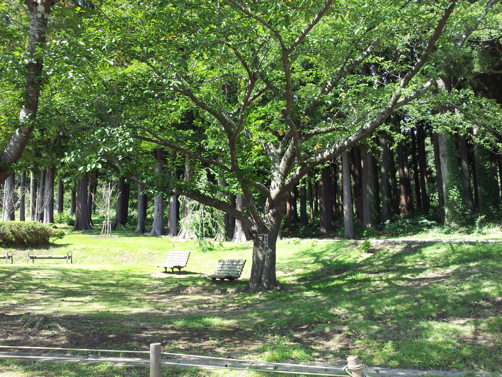 2018/09/14_水源地公園の標準木