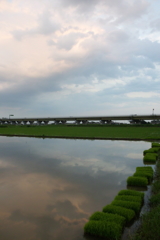 2016/06/26_水田の夕暮れ
