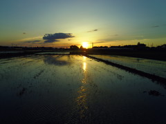2017/06/03_水田の夕暮れ