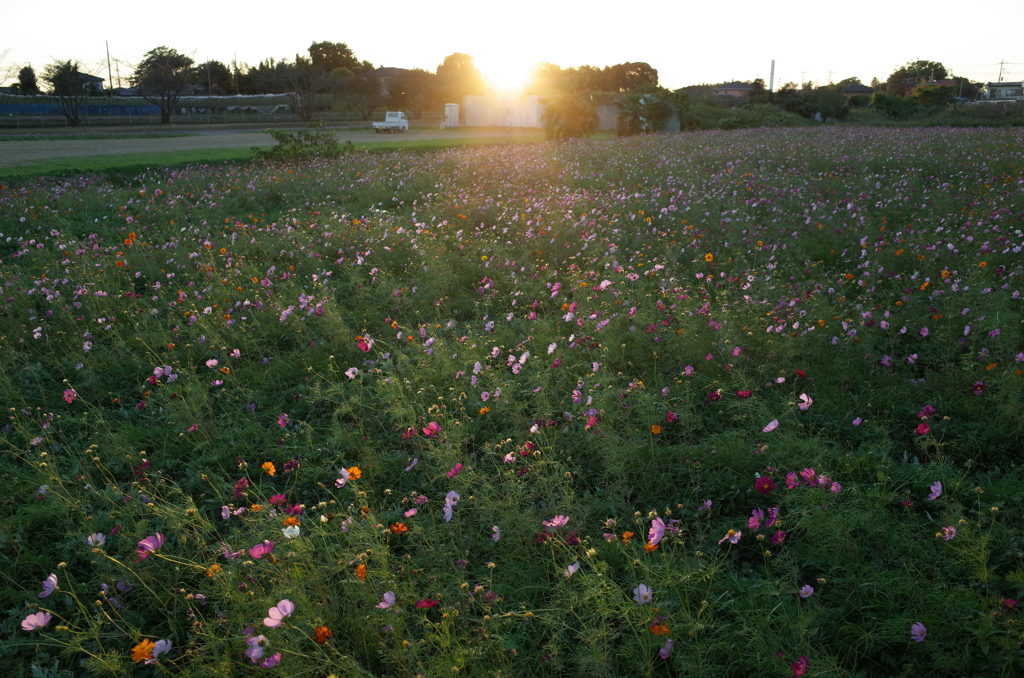 2015/10/25_夕暮れの蓮田駒崎コスモス畑