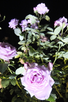 2015/05/17_夜の伊奈バラ園