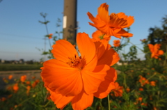 2015/09/22_キバナコスモス