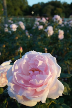2015/10/18_伊奈バラ園の薔薇