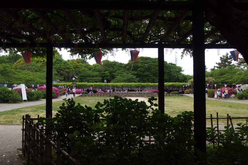 2015/05/03_玉敷公園 藤まつり