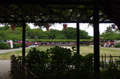 2015/05/03_玉敷公園 藤まつり