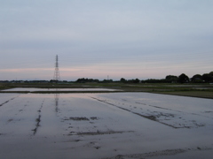 2017/05/03_水田の夕暮れ