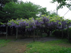 2017/05/03_氷川児童公園の藤
