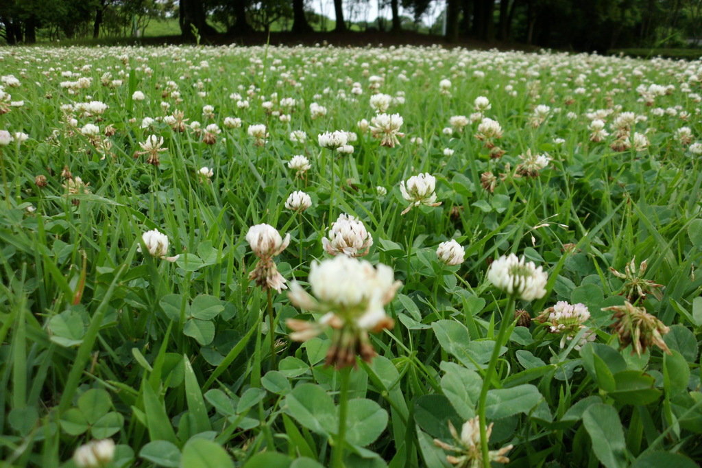 2014/07/06_さきたま古墳公園