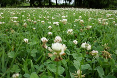 2014/07/06_さきたま古墳公園