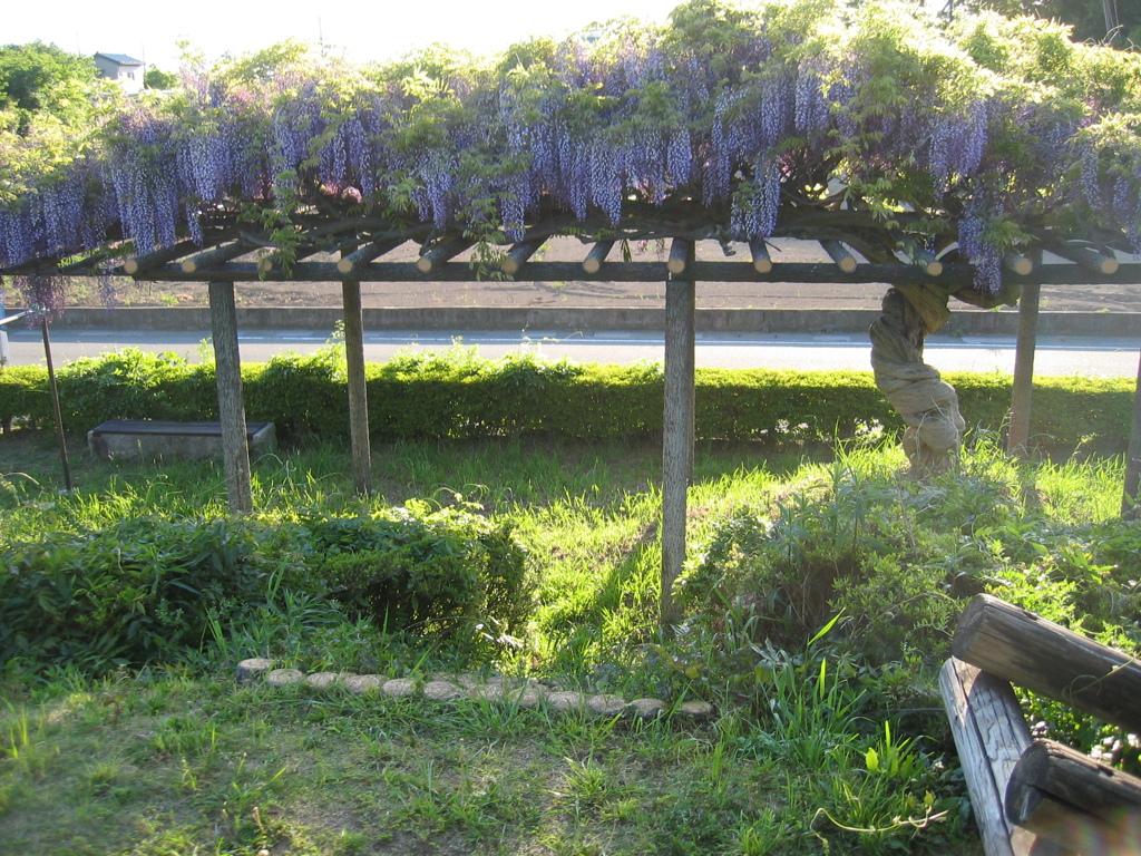 2017/05/04_鎮守の森公園の藤