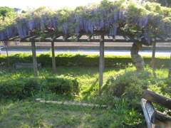 2017/05/04_鎮守の森公園の藤