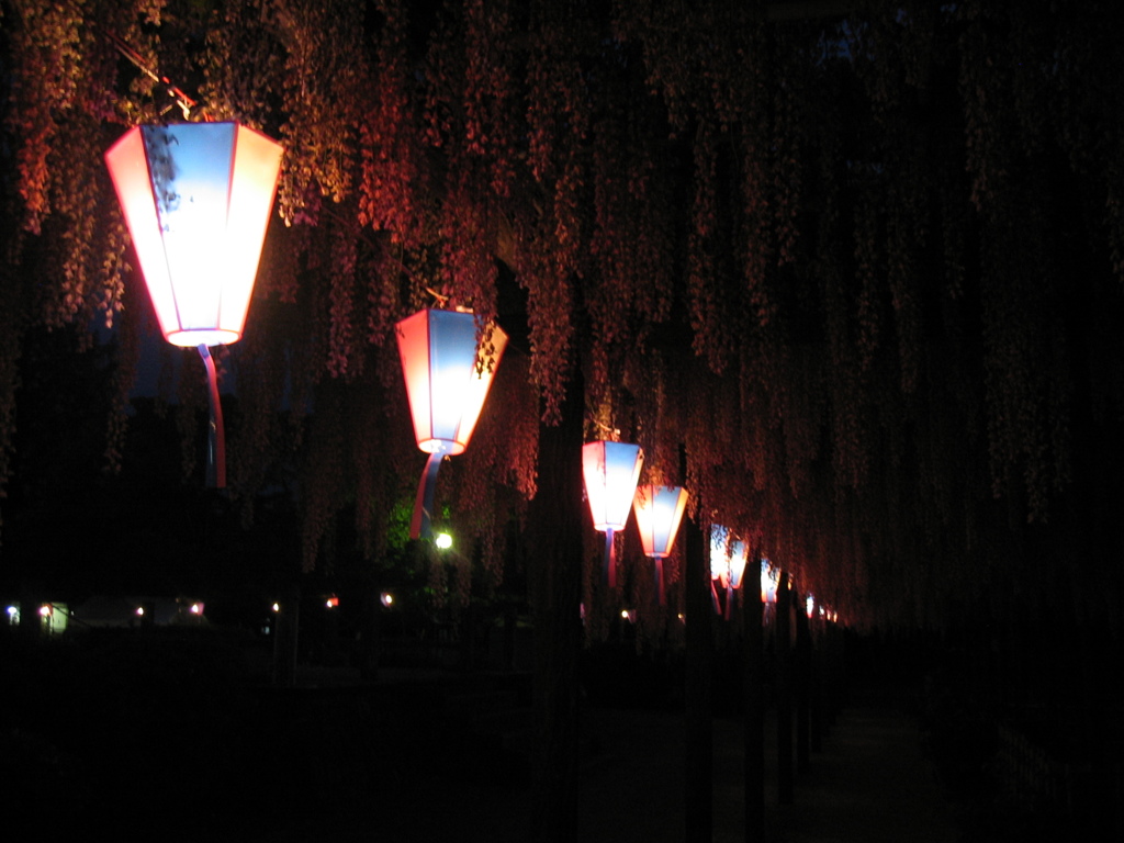 2016/05/07_玉敷公園の夜藤