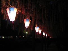 2016/05/07_玉敷公園の夜藤