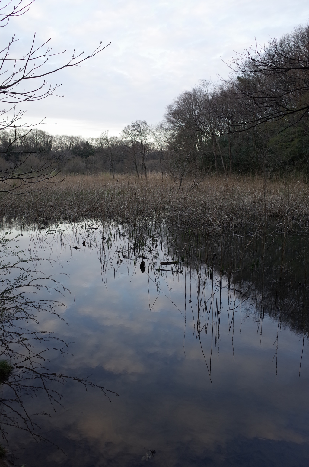 2016/03/26_北本自然観察公園