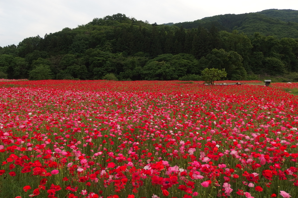 2015/05/23_ポピー畑