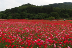 2015/05/23_ポピー畑