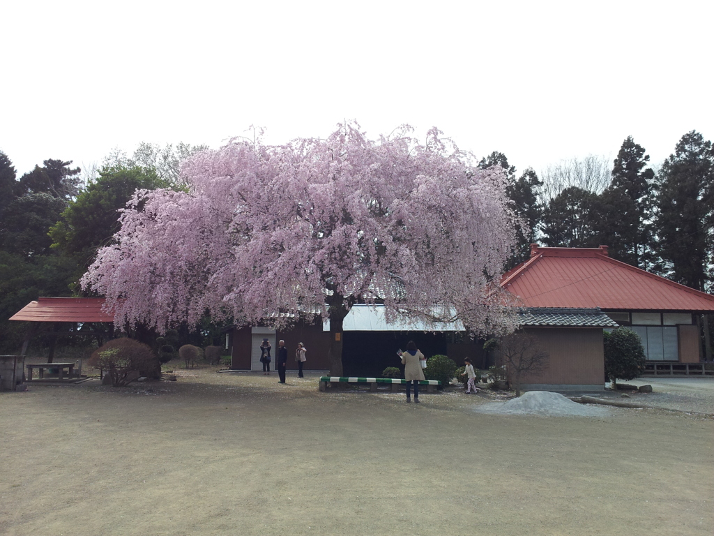 2016/04/03_放光寺の枝垂れ桜