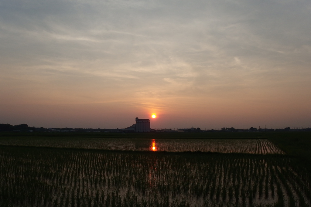 2015/07/12_水田の夕暮れ
