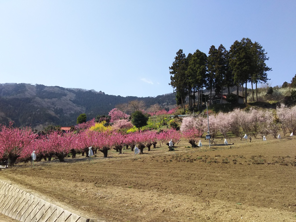 2018/03/25_花桃の郷