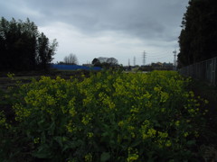 2017/04/01_曇天の菜の花