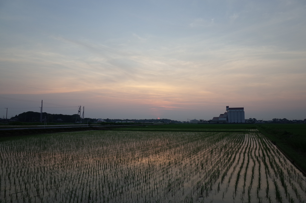 2015/07/12_水田の夕暮れ
