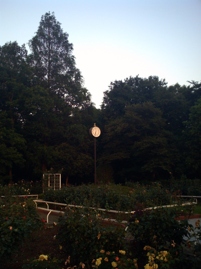 2016/06/18_夕暮れの伊奈バラ園