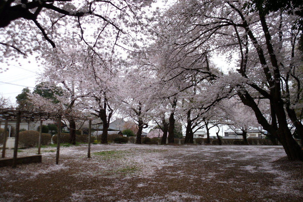 2015/04/04_氷川児童公園の桜