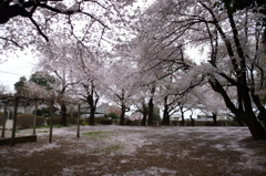 2015/04/04_氷川児童公園の桜