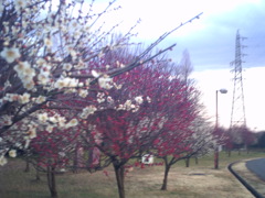 2016/02/14_花の丘農林公苑の紅白梅