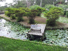 2018/07/16_合浦公園の蓮